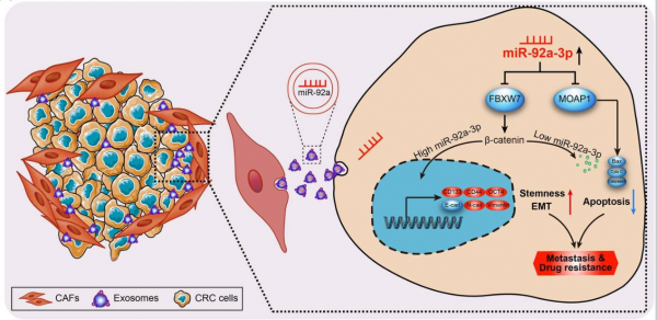 南方医科大学：CAFs外泌体通过增强结直肠癌的干性和EMT促进肿瘤转移和化疗耐药
