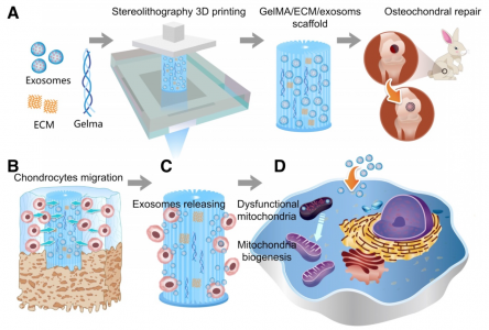浙江大学：间充质干细胞外泌体掺入3D打印的“生物墨水”中用于软骨缺损再生