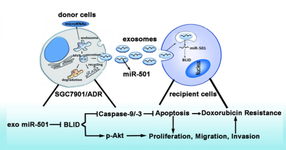 大连医科大学：外泌体miRNA-501通过靶向BLID导致胃癌发展以及对阿霉素的耐药性
