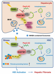 Autophagy：阻断TRIB3-SQSTM1相互作用可恢复自噬并抑制外泌体介导的HSC活化，实现肝纤维化的治疗