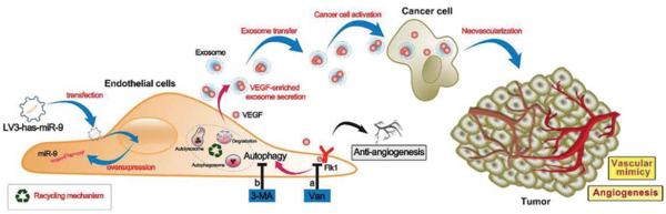 四川大学：抗血管生成疗法刺激内皮细胞释放外泌体促进肿瘤血管发生