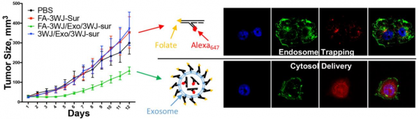 郭培宣教授：叶酸-外泌体介导siRNA的胞质递送，避免被内体捕获