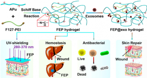 西安交通大学：FEP@exo——一种新的基于外泌体的水凝胶敷料用于糖尿病伤口愈合和皮肤重建