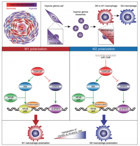 山东大学齐鲁医院：缺氧胶质瘤衍生的外泌体传递miRNA-1246诱导M2巨噬细胞极化