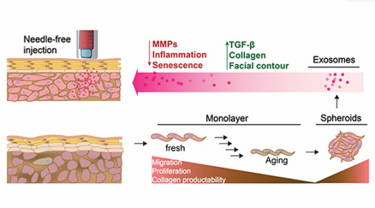 ACS Nano：人真皮成纤维细胞分泌的外泌体可以更好地修复光老化引起的皮肤损伤