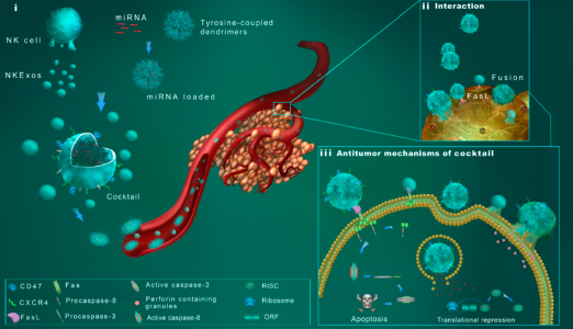 浙江大学医学院：NK细胞外泌体及仿生纳米颗粒联合的鸡尾酒疗法用于肿瘤治疗
