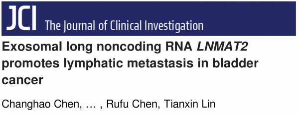 JCI：外泌体lncRNA LNMAT2促进膀胱癌的淋巴转移