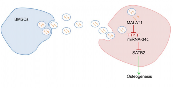 中南大学湘雅医院：骨髓间充质干细胞分泌的外泌体携带LncRNA MALAT1改善骨质疏松症
