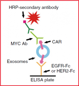 Nature Communications：CAR-T细胞分泌的外泌体具有抗肿瘤作用和低毒性