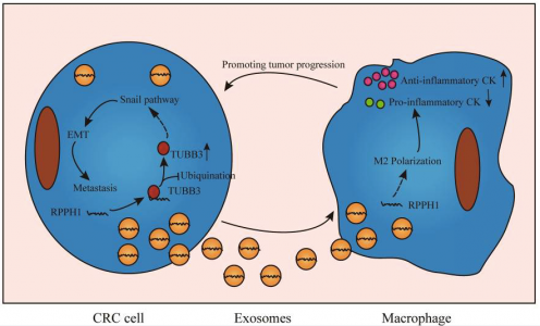 中山大学附属第六医院：lncRNA RPPH1通过与TUBB3相互作用并促进外泌体介导的巨噬细胞M2极化来促进结直肠癌转移