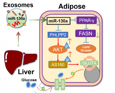 华南农业大学：肝脏外泌体来源的miR-130a-3p通过调节脂肪细胞来减弱葡萄糖耐量