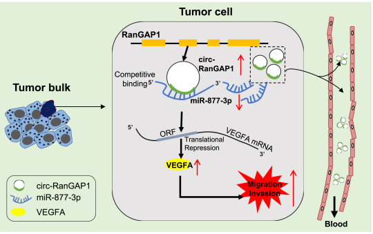 福建医科大学：外泌体环状RNA通过靶向miR-877-3p促进胃癌的侵袭和转移