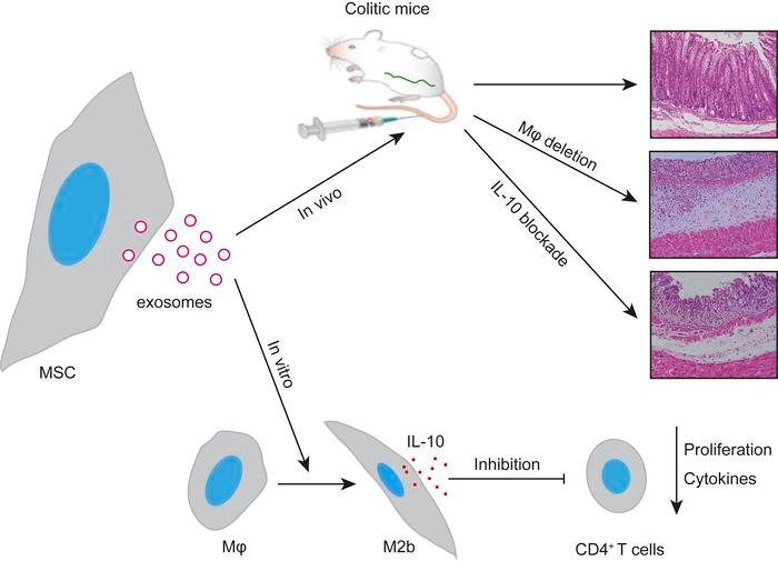 中山大学：间充质干细胞分泌的外泌体通过巨噬细胞依赖性机制减轻小鼠结肠炎
