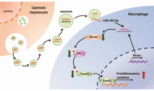 上海交通大学医学院：脂毒性肝细胞分泌的外泌体miR-192-5p激活巨噬细胞引起非酒精性脂肪肝疾病