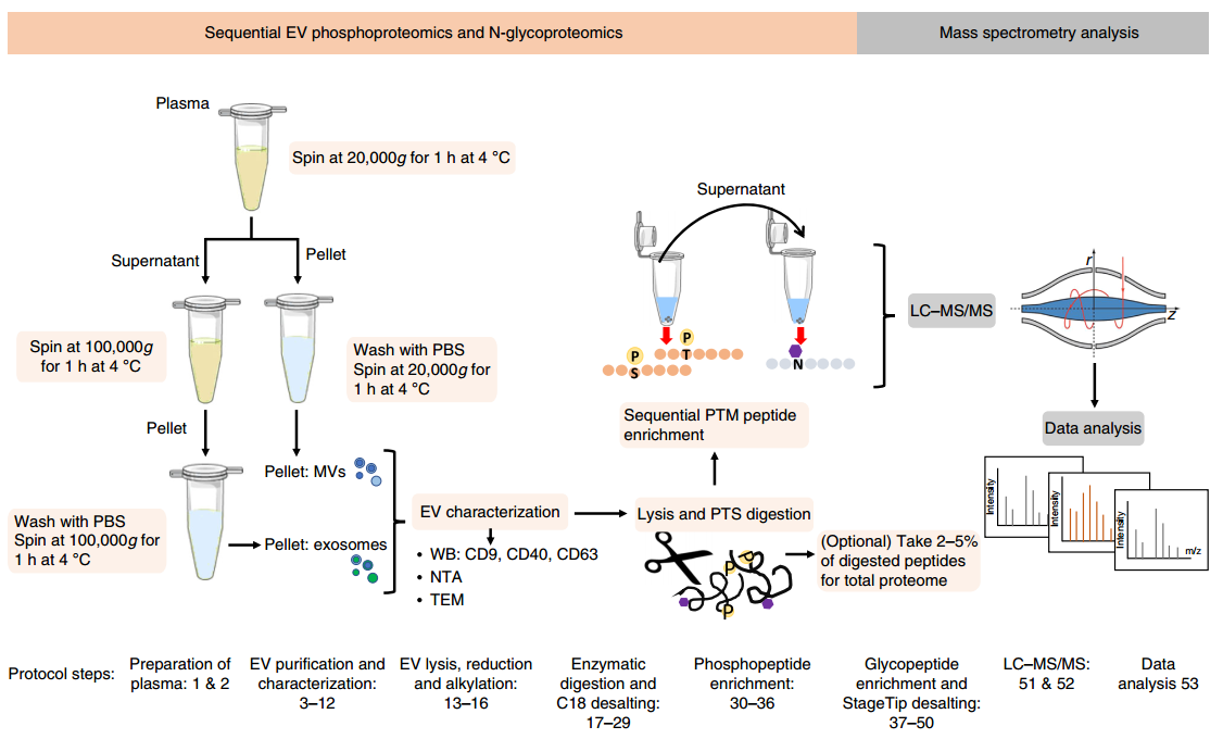 Nature Protocols：血浆EVs的蛋白质组学和代谢组学实验步骤