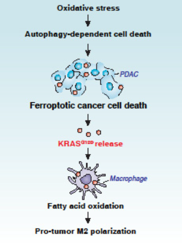 自噬依赖的铁死亡诱导KRAS蛋白经外泌体释放 驱动肿瘤相关巨噬细胞的极化