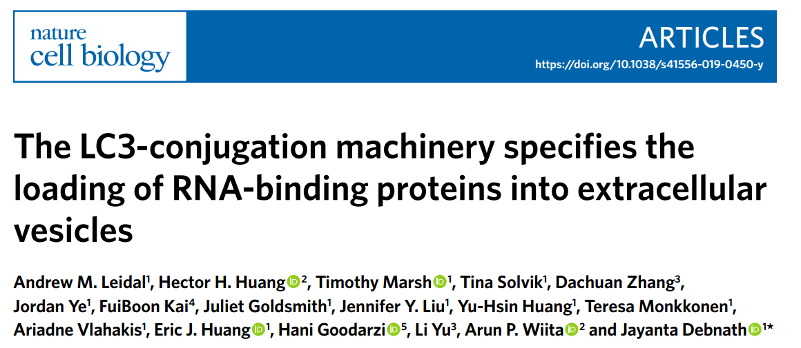 NCB：LC3介导RNA结合蛋白及相关RNA分选进EVs中的机制