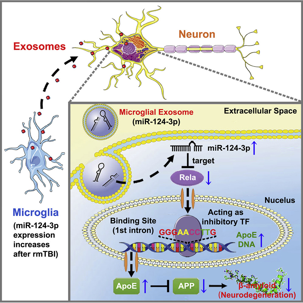 天津医科大学总医院：小胶质细胞外泌体miRNA减轻脑创伤后的神经变性并改善认知功能