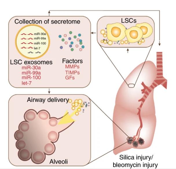Nature Communications：肺球细胞的分泌组和外泌体帮助促进肺纤维化后的肺修复