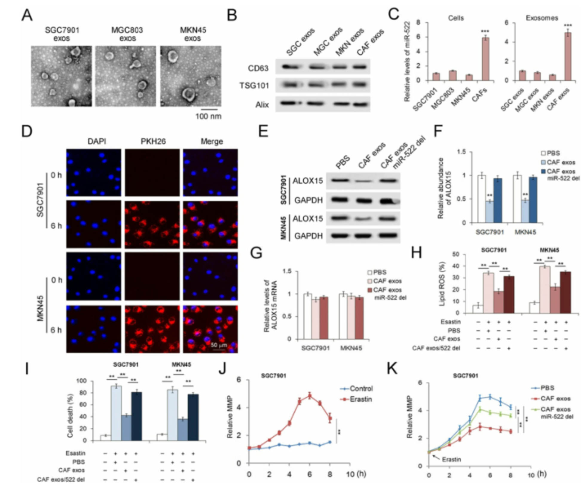 Mol Cancer【IF：10.679】天津医科大学巴一、应国光教授最新研究揭示成纤维细胞外泌体与癌细胞铁死亡的关系