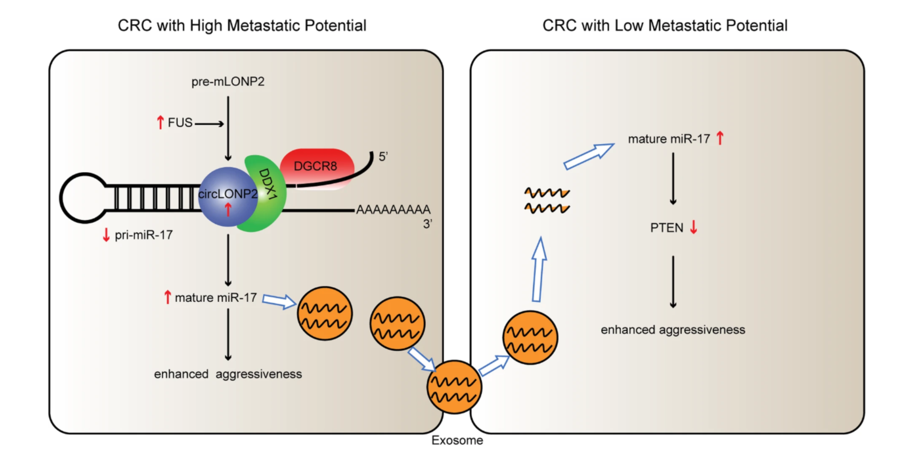 中山大学：circLONP2通过调节miRNA-17的成熟并经外泌体扩散来帮助结直肠癌转移