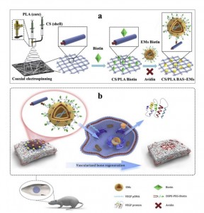 华中科技大学：工程化的外泌体类似物作为基因激活基质诱导原位血管化骨再生