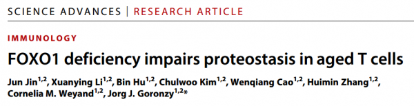 Science子刊：外泌体参与FOXO1缺乏导致的老年T细胞蛋白稳态受损