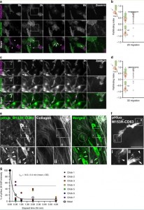 Nature子刊：外泌体的活细胞荧光成像用于外泌体分泌和细胞迁移的可视化