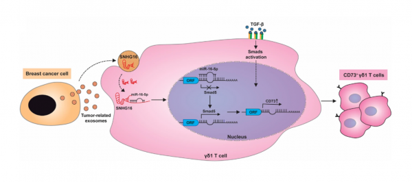 浙江大学医学院：乳腺癌来源的外泌体传递lncRNA诱导CD73+ γδ1 Treg细胞的产生