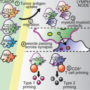 Cancer Cell：囊泡，DC的信使，在DC亚群中传递肿瘤抗原