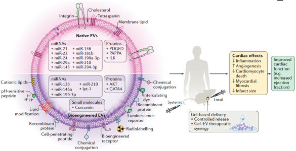 Nature子刊综述：天然和生物工程化的细胞外囊泡用于心血管疾病治疗