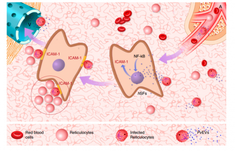 Nature子刊：间日疟原虫患者血浆EVs通过NF-κB促进寄生虫的脾脏粘附