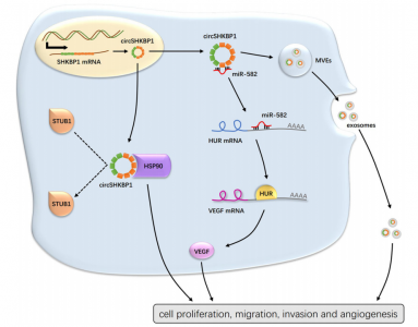 南京医科大学：外泌体circSHKBP1通过调节miR-582-3p和HSP90促进胃癌的进展