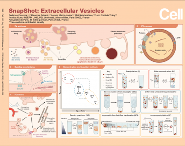【Cell】SnapShot: Extracellular Vesicles | Théry大牛最新