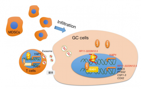 江苏大学：lncRNA RP11-323N12.5通过外泌体和增强YAP1转录促进胃癌恶性转化