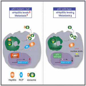 清华大学：p53突变通过RCP介导的Hsp90α经外泌体分泌驱动肿瘤转移