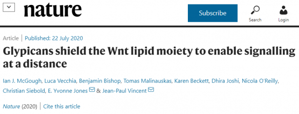 Nature：Glypicans保护Wnt脂质部分以实现远距离信号传递，否定了外泌体的参与
