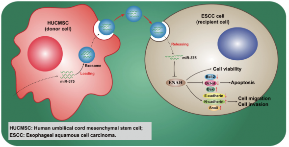 郑大一附院：人脐带间充质干细胞来源的外泌体传递miRNA-375延缓食管鳞状细胞癌的进展