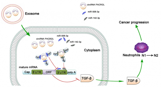 同济大学医学院：外泌体circPACRGL通过调节miRNA-TGFβ1促进结直肠癌的进展