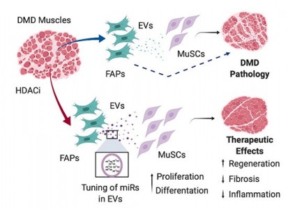 科学家发现了一种基于细胞外囊泡的新方法治疗杜氏肌营养不良症