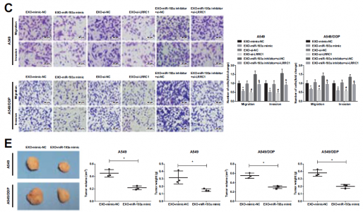 河南省肿瘤医院：骨髓间充质干细胞来源的外泌体miR-193a通过靶向LRRC1降低非小细胞肺癌细胞的顺铂耐药性
