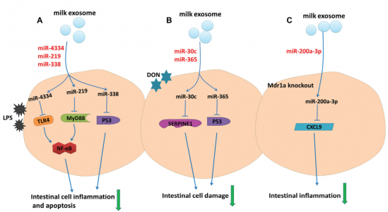 华南农业大学综述：乳汁来源的细胞外囊泡中的非编码RNA的生物学特性和作用
