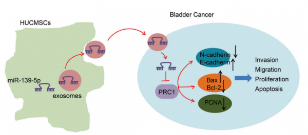 青岛大学附属医院：间充质干细胞来源的外泌体miRNA-139-5p通过靶向PRC1抑制膀胱癌的肿瘤发生