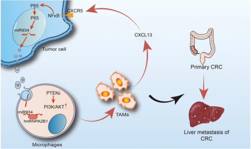 复旦大学附属肿瘤医院：肿瘤来源的外泌体miR-934诱导巨噬细胞M2极化促进结直肠癌肝转移