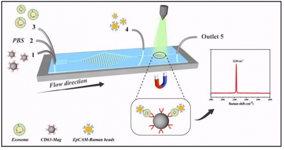 复旦大学：应用微流控拉曼生物芯片检测外泌体作为前列腺癌诊断工具