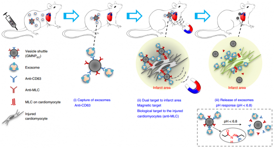 Nature子刊：纳米颗粒控制循环外泌体分布治疗梗死的心脏组织