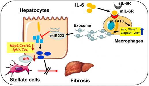 Hepatology：外泌体miR-223减轻与NAFLD相关的纤维化