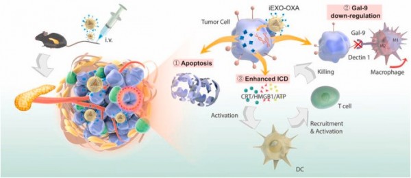 复旦大学药学院：外泌体用于增强免疫治疗并重编程肿瘤微环境实现胰腺癌治疗