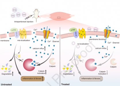 【Molecular Therapy】天津医科尹海芳教授组：外泌体介导DMD小鼠模型的肌肉功能改善