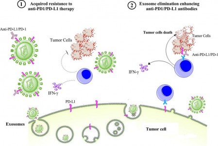【综述】广东省医学科学院：外泌体PD-L1在肿瘤PD-1 / PD-L1免疫治疗反应的潜在机制和关键作用